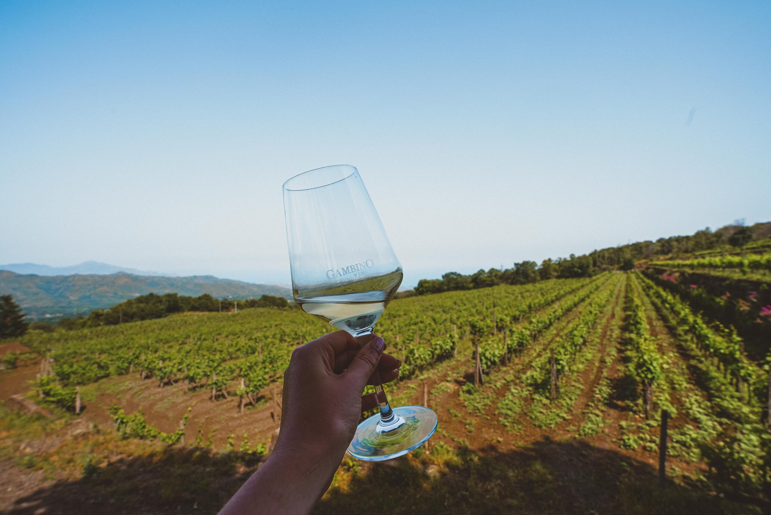 Gambino Vini vineyard